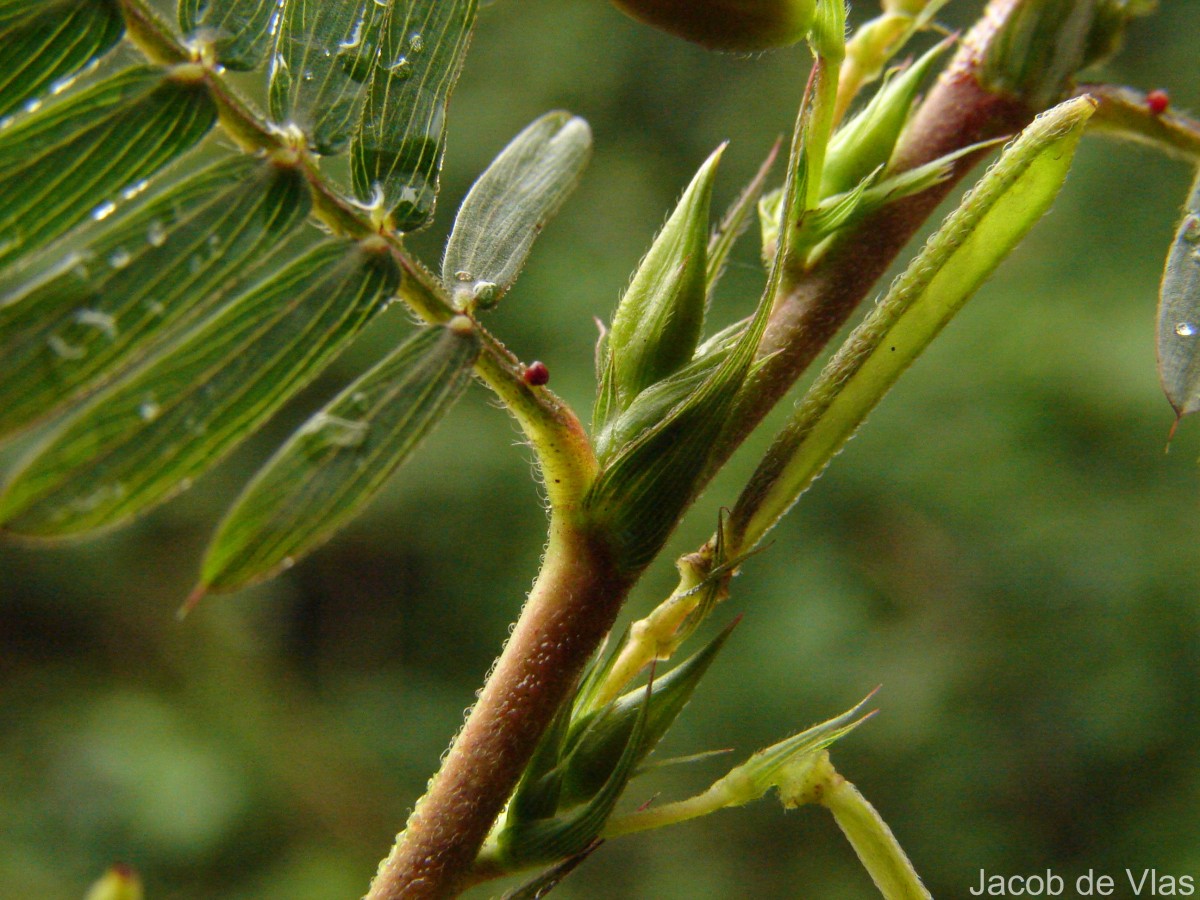 Chamaecrista nictitans (L.) Moench